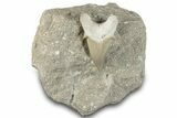 Otodus Shark Tooth Fossil in Rock - Morocco #292035-1